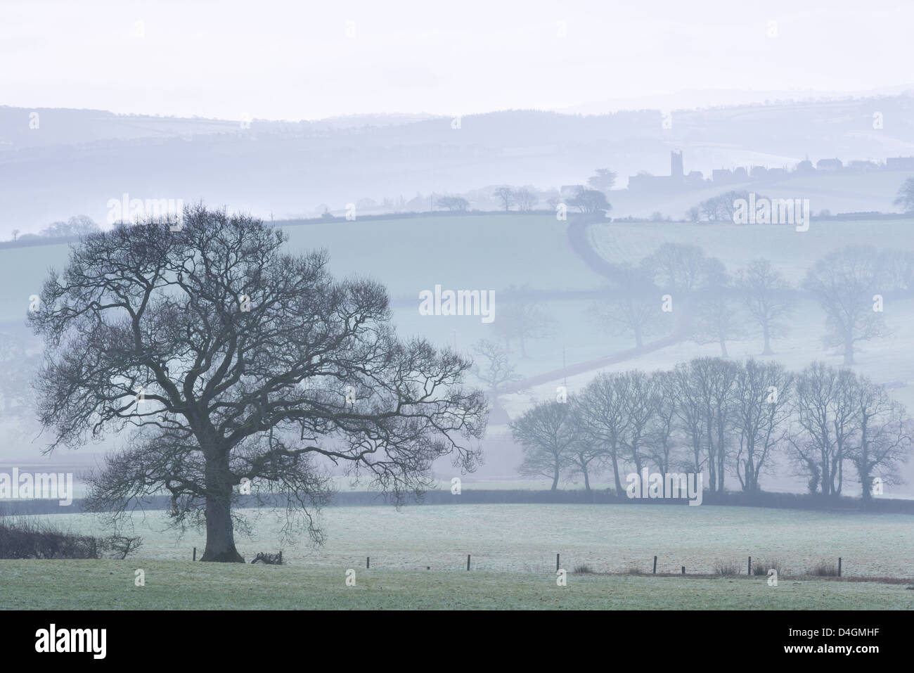 Misty eine hügelige Landschaft mit Bäumen im Winter, Copplestone, Devon, England. Winter (Februar) 2013. Stockfoto