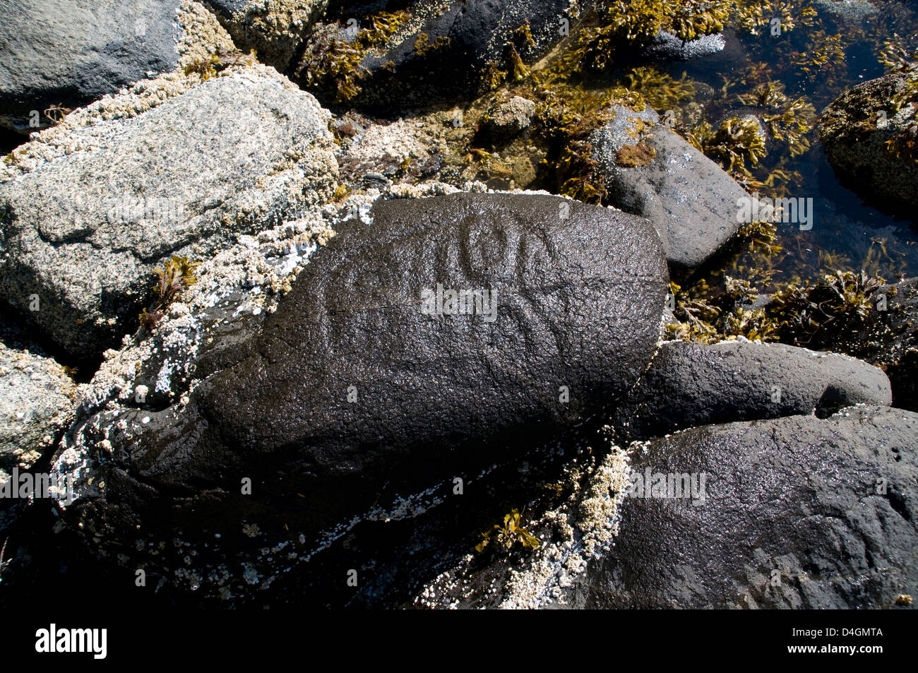 Eine uralte prähistorische Petroglyphe, die von indigenen Ureinwohnern im Great Bear Rainforest, Zentralküste, British Columbia, Kanada, geschnitzt wurde. Stockfoto