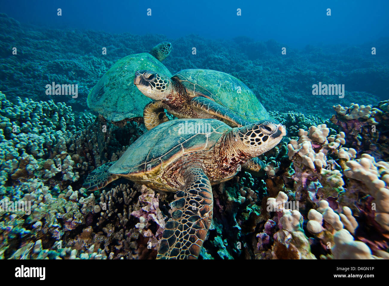 Grüne Meeresschildkröte, Chelonia Mydas, eine bedrohte Art. Hawaii. Stockfoto