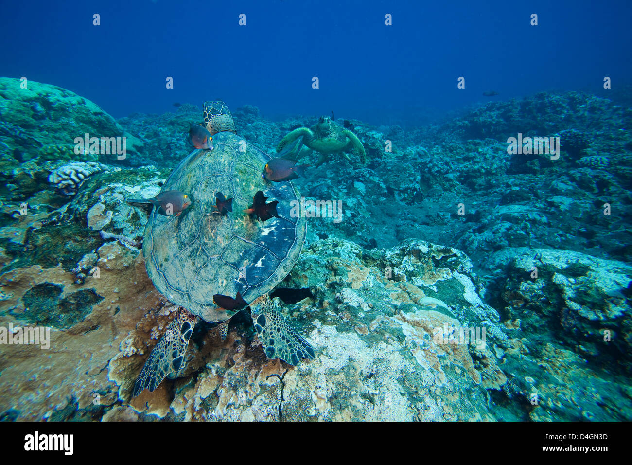 Diese grüne Meeresschildkröten, Chelonia Mydas, eine vom Aussterben bedrohte Arten werden durch Doktorfisch vor der Küste von Maui, Hawaii gereinigt. Stockfoto