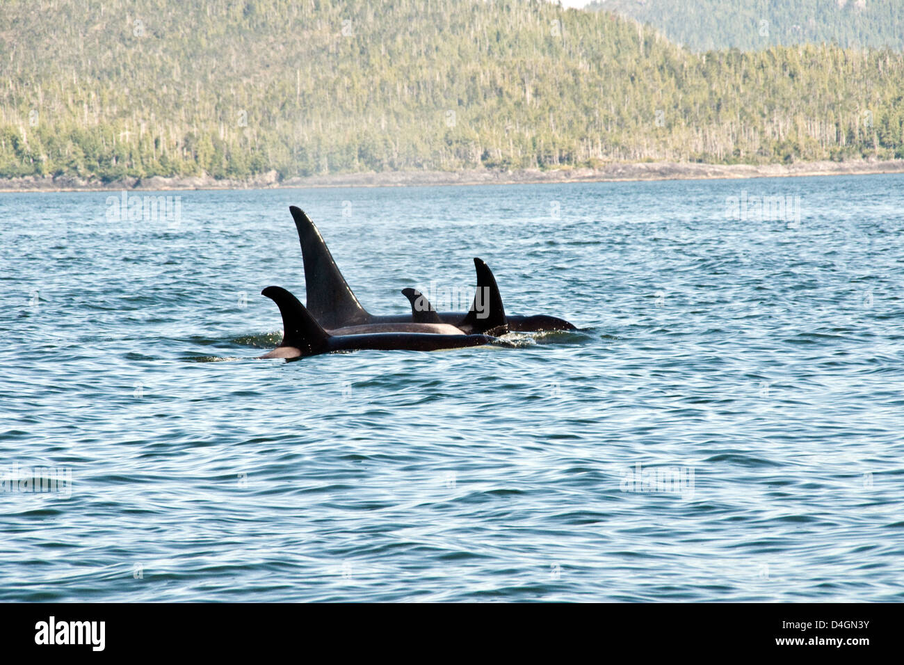 Eine Herde von Schwertwalen lagen die Wasser des Pazifiks vor der Küste von Schwindel-Insel in Zentral British Columbia, Kanada. Stockfoto