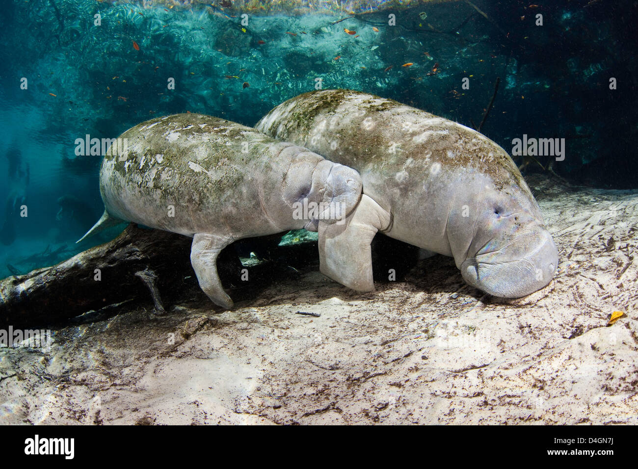 Vom Aussterben bedrohten Florida Manatee Mutter und Krankenpflege Kalb, Trichechus Manatus Latirostris in Crystal River, Florida, USA. Stockfoto