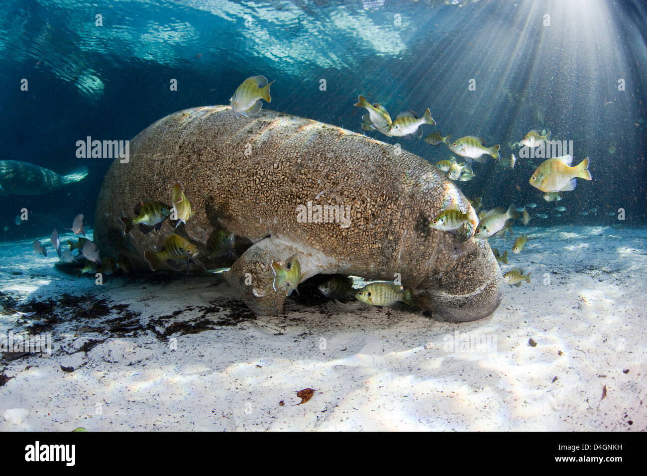 Kleine Fische wählen Sie Algen von einer vom Aussterben bedrohten Florida Manatee, Trichechus Manatus Latirostris in Crystal River, Florida, USA. Stockfoto