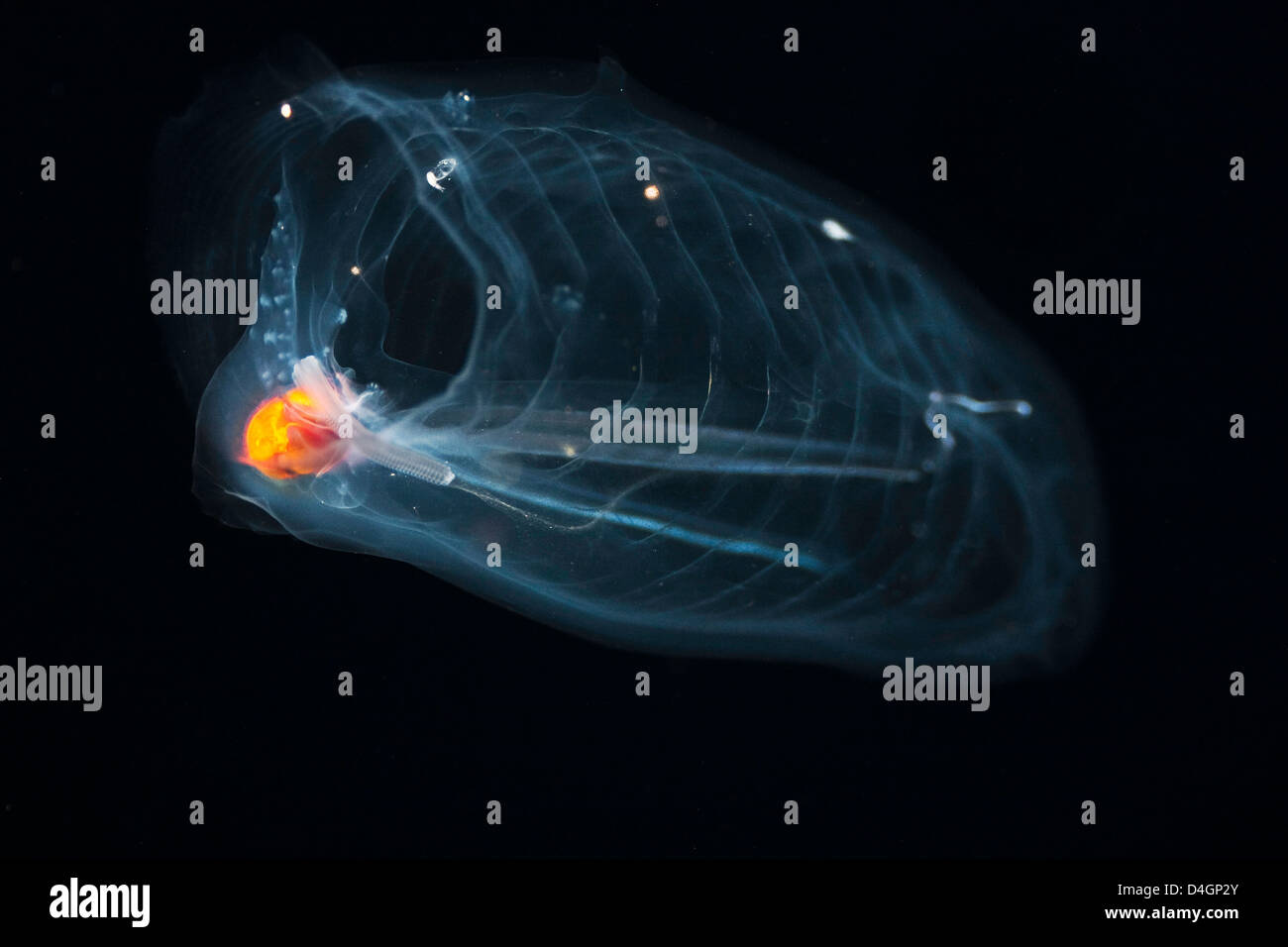 Salpa aspera Fotos und Bildmaterial in hoher Auflösung Alamy