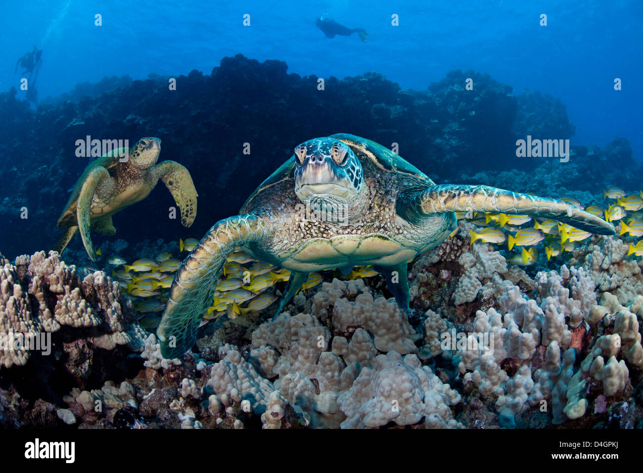 Drei Bilder wurden für diese Aufnahme der grünen Meeresschildkröten, Chelonia Mydas, eine bedrohte Art kombiniert. Hawaii. Stockfoto