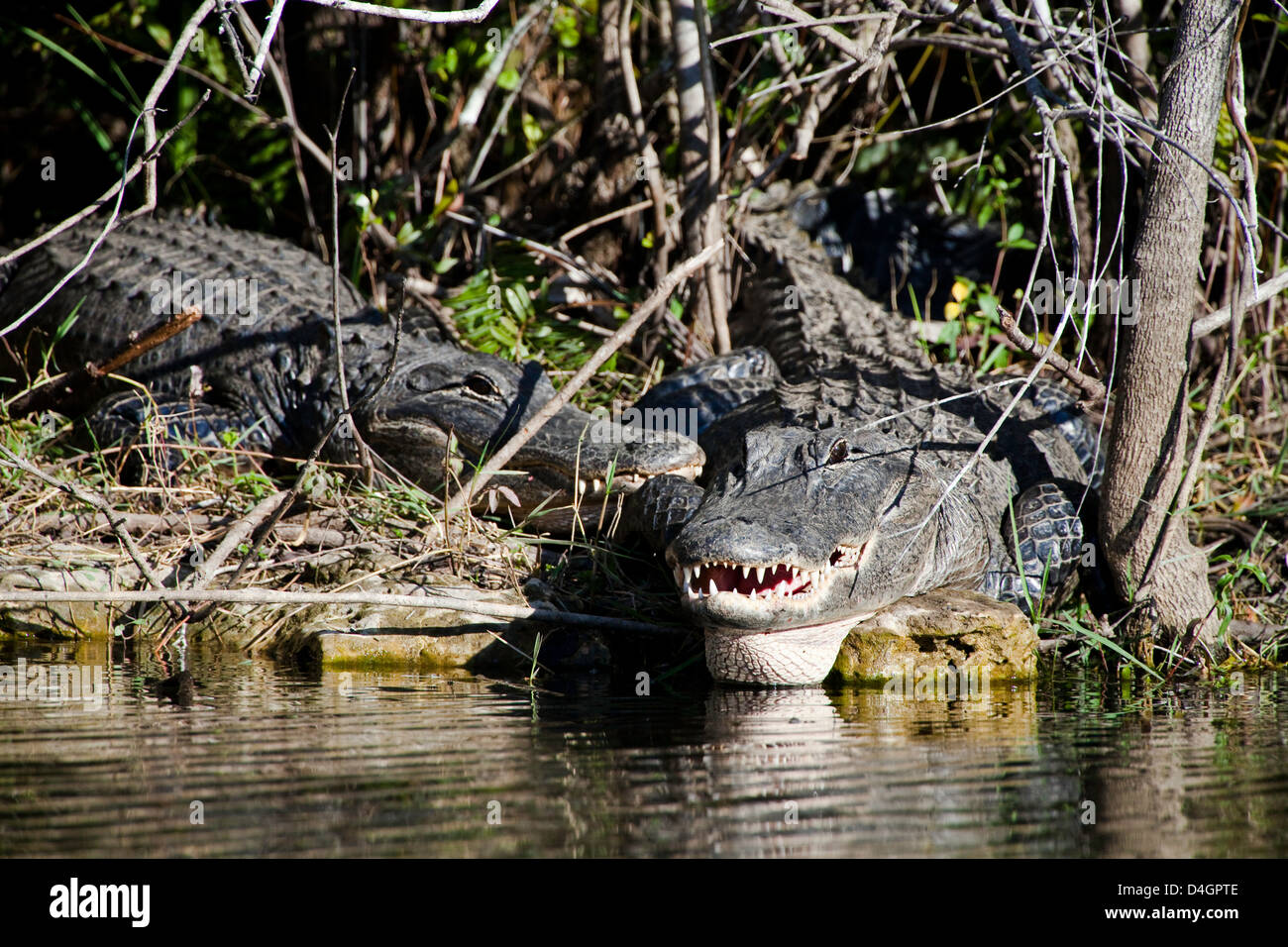 Amerikanischen Alligatoren Alligator Mississippiensis, an einem Flussufer im Everglades-Nationalpark, Florida. Stockfoto