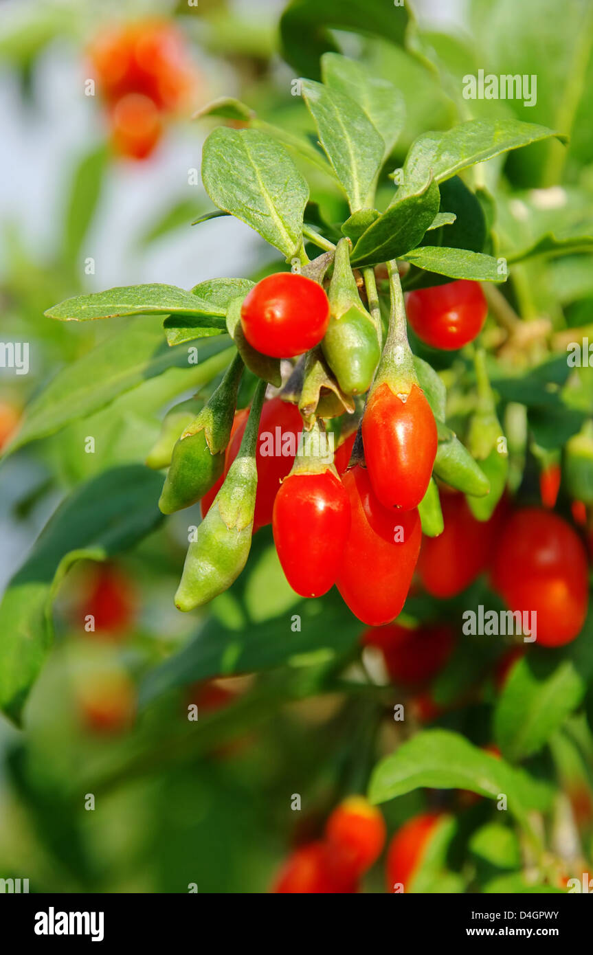 Goji Beere - Goji-Beere 02 Stockfoto