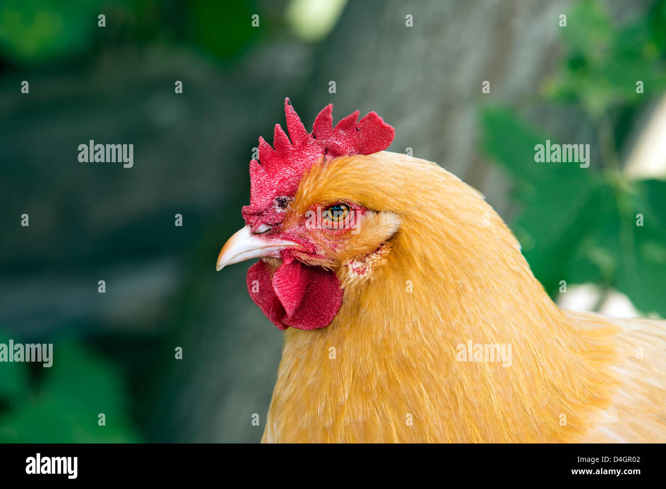 Huhn Henne Buff Orpington 3281.jpg Stockfoto