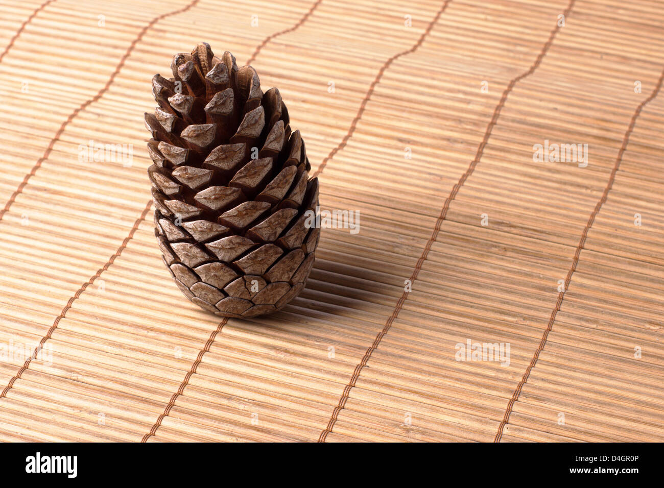 Zeder Tannenzapfen Stockfoto