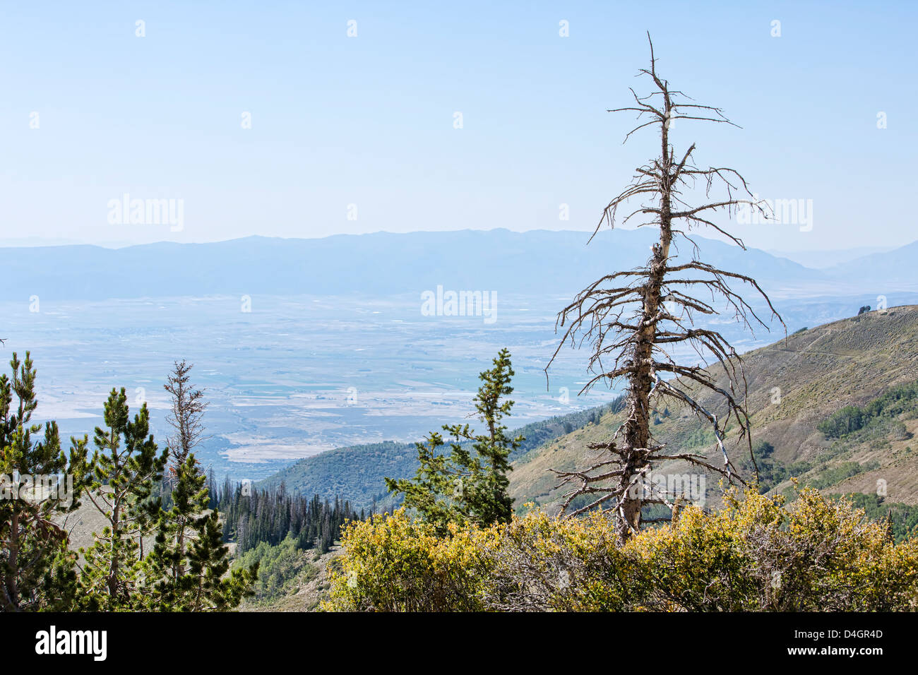 Toter Baum Bergtal übersehen 3105.jpg Stockfoto