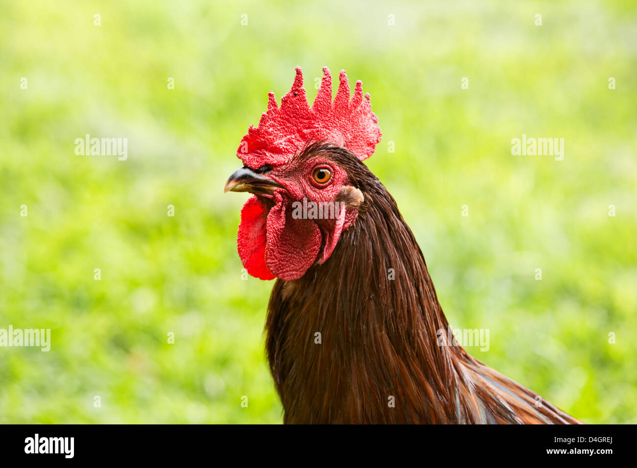 Huhn Hahn Rhode Island Red 3236.jpg Stockfoto