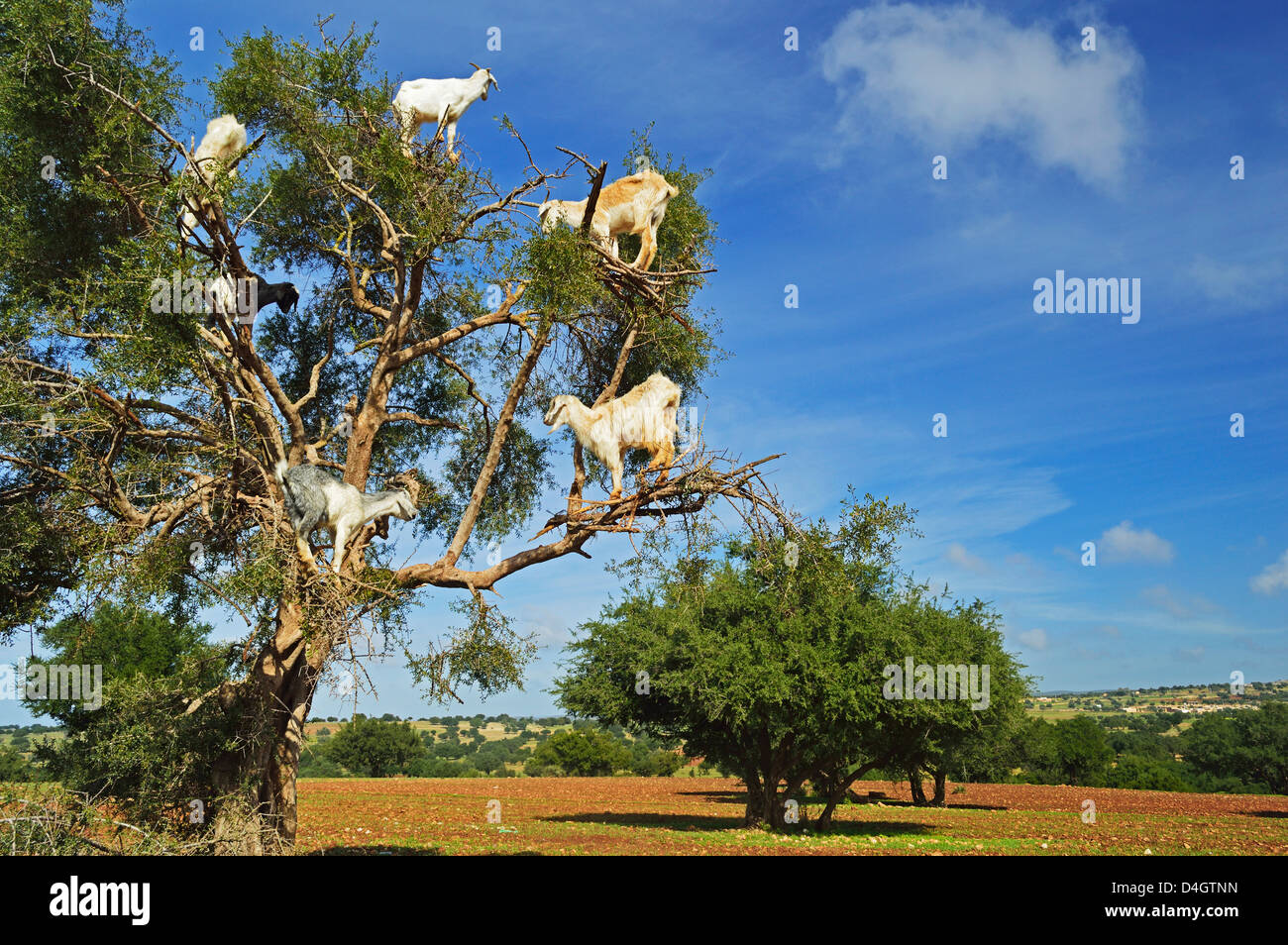Ziegen auf Baum, Marokko, Nordafrika Stockfoto