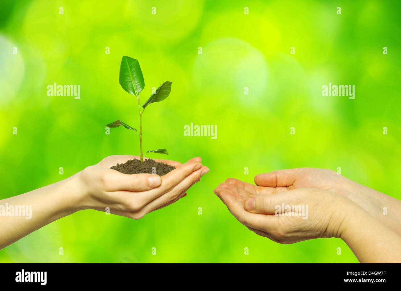 halten Sie eine Pflanze zwischen den Händen auf grün Stockfoto