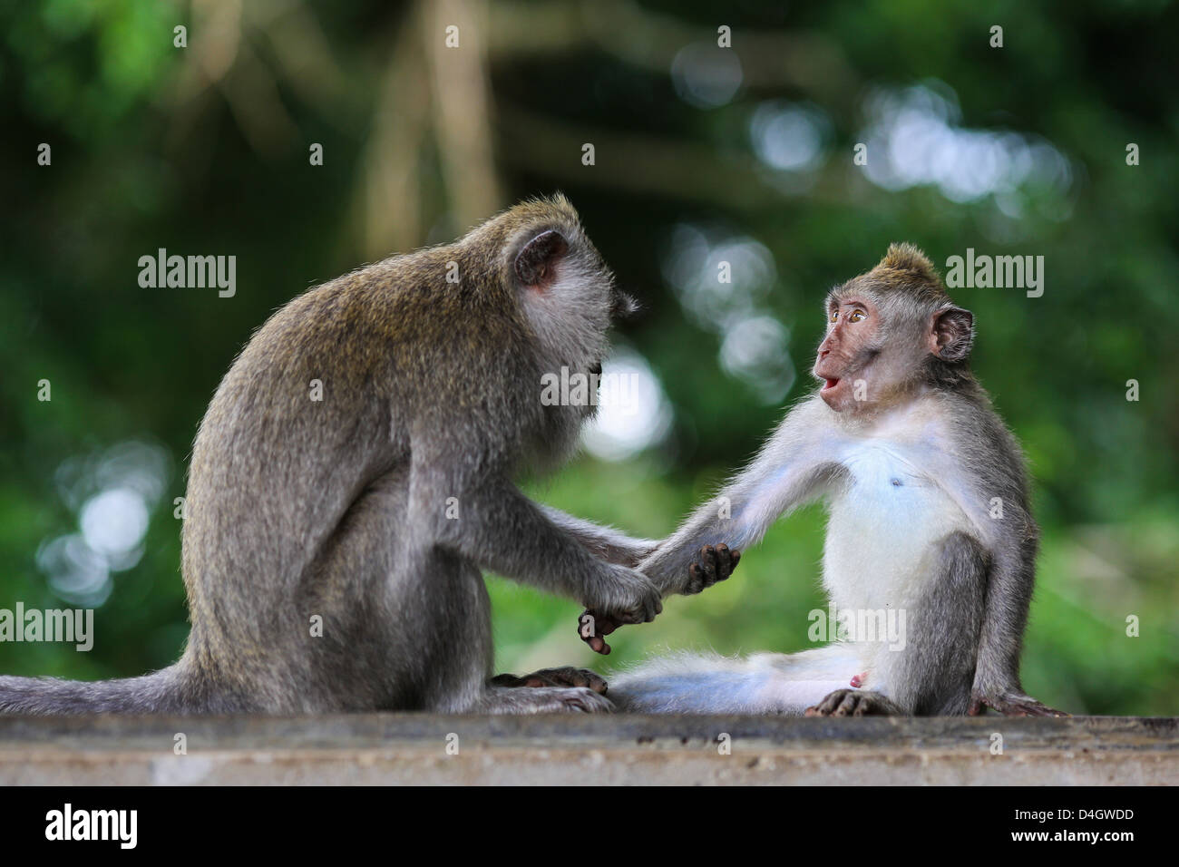 Zwei Affen (Makaken) mit lustigen Ausdruck im Monkey forest Heiligtum in Ubud, Bali, Indonesien Stockfoto