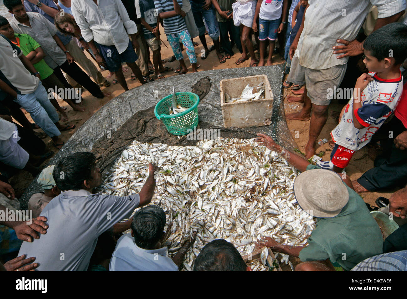 Menschen drängen sich um Auktion von Fischen aus einem großen offenen Netz am Strand in Beruwala, Sri Lanka Stockfoto