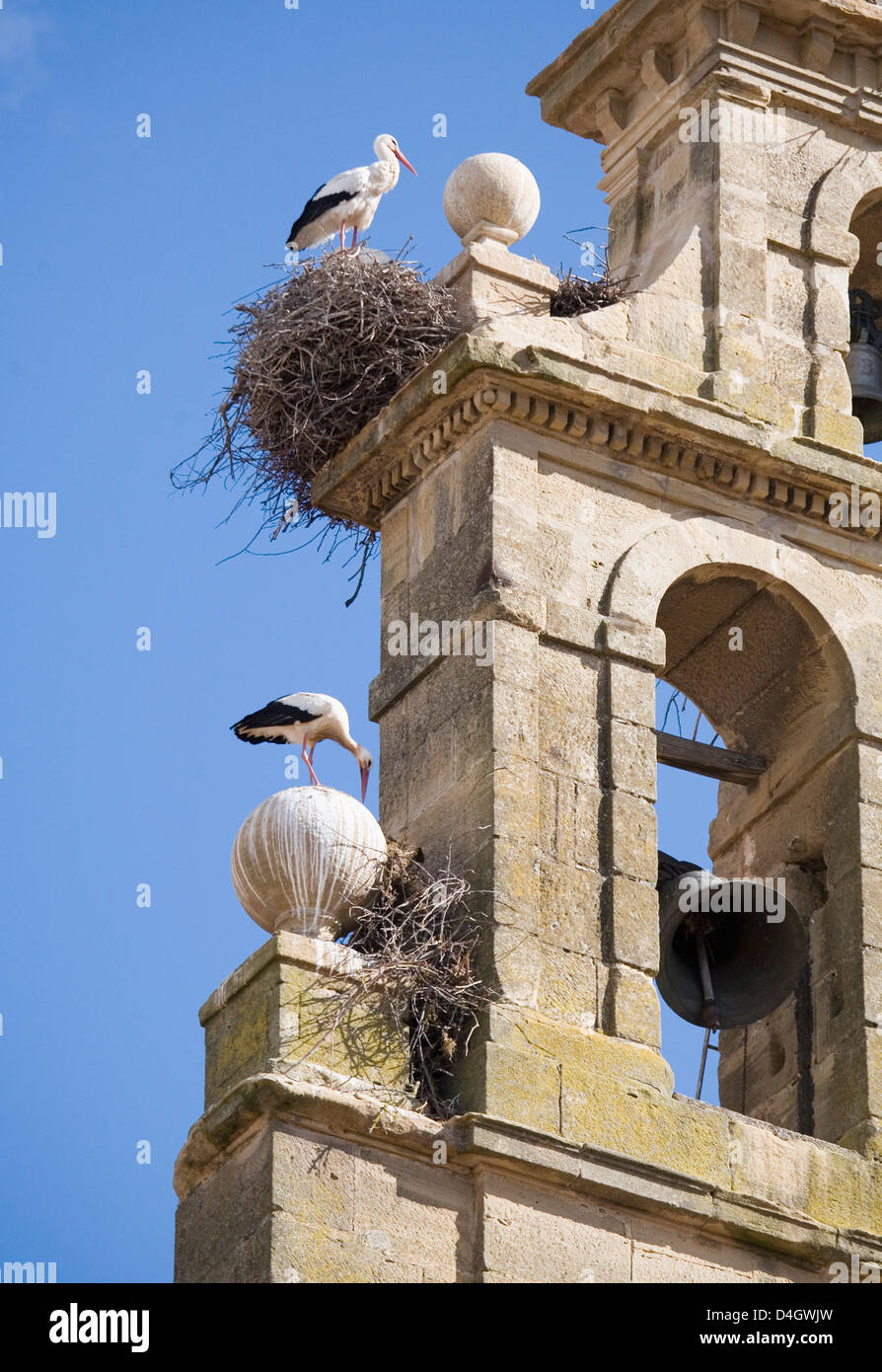 Zwei europäische Weißstörche und ihre Nester auf einem Kloster Glockenturm, vor blauem Himmel, Santo Domingo, La Rioja, Spanien Stockfoto