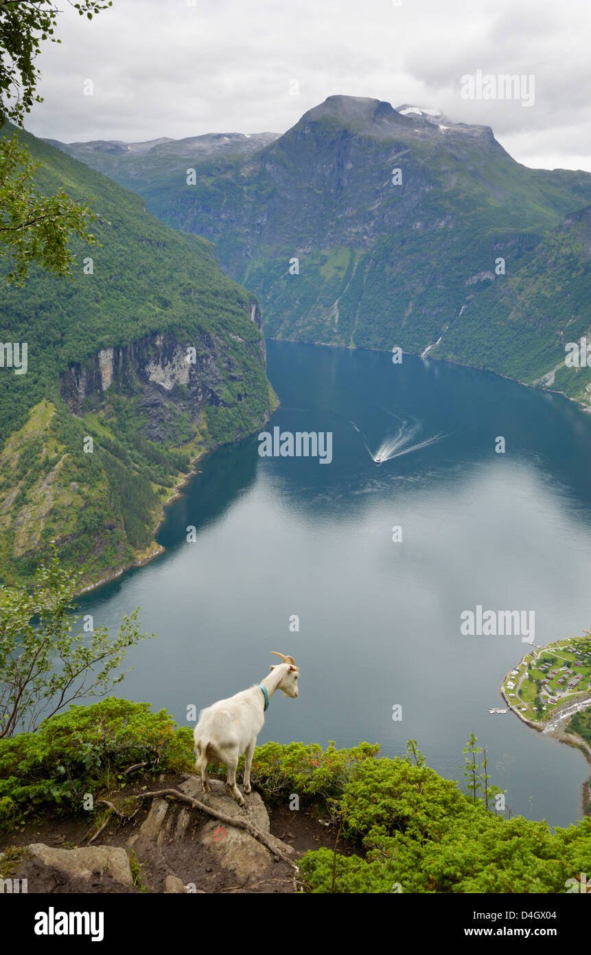 Ziegen mit Blick auf Geirangerfjord, in der Nähe von Geiranger, UNESCO-Weltkulturerbe, mehr Og Romsdal, Norwegen, Skandinavien Stockfoto