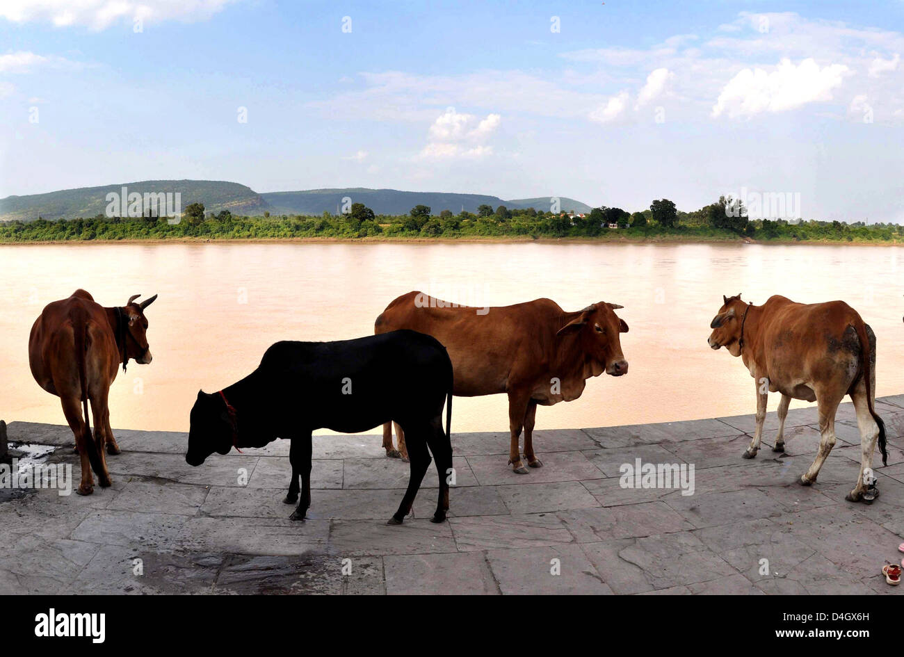 Eine Gruppe von Kühen an einem Ufer des Flusses Narmada in Hoshangabad im Staat Madhya Pradesh, Indien. Stockfoto