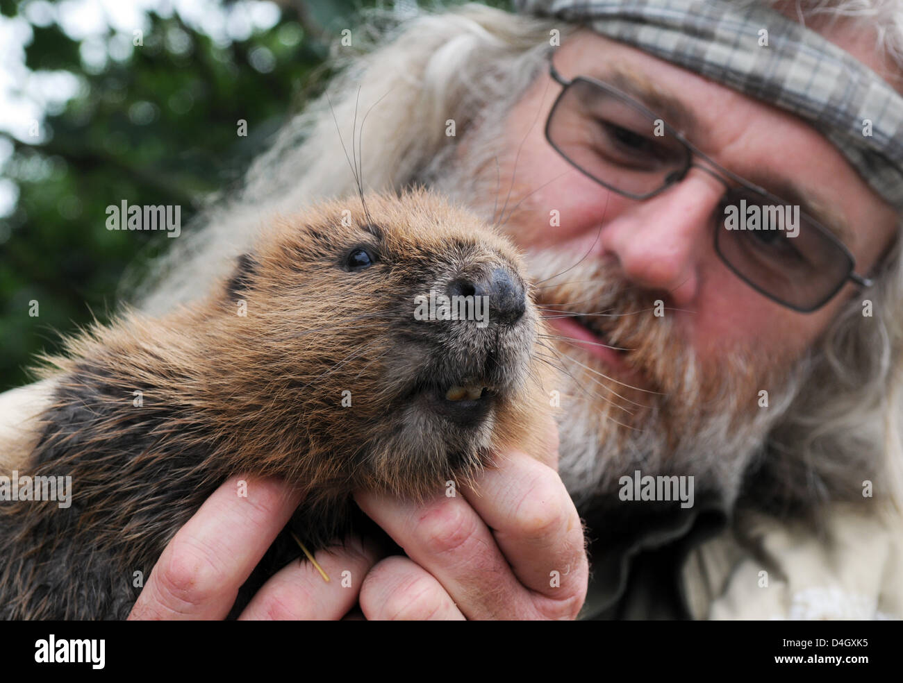 Gerhard Schwab, verantwortlich für Biber an der Association for Conservation hält Biber Baby "Urmeli" in seinen Armen in Hundldorf, Deutschland, 17. Juli 2008. Nach seiner Rettung aus einem Kraftwerk-Kanal der zwei Monate alte weibliche Biber wird gefördert durch die 47 Jahre alte Schwab. Foto: Armin Weigel Stockfoto