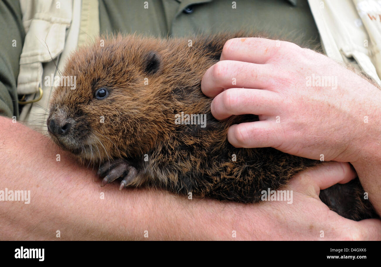 Gerhard Schwab, verantwortlich für Biber an der Association for Conservation hält Biber Baby "Urmeli" in seinen Armen in Hundldorf, Deutschland, 17. Juli 2008. Nach seiner Rettung aus einem Kraftwerk-Kanal der zwei Monate alte weibliche Biber wird gefördert durch die 47 Jahre alte Schwab. Foto: Armin Weigel Stockfoto