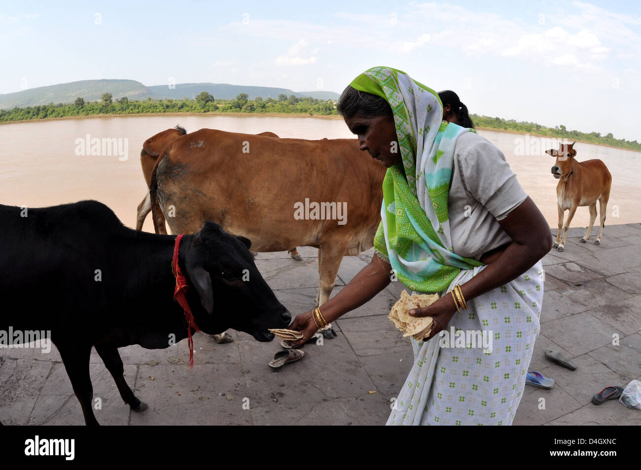 Eine Hindu-Frau-feeds Kühe an einem Ufer des Flusses Narmada in Hoshangabad im Staat Madhya Pradesh, Indien. Stockfoto