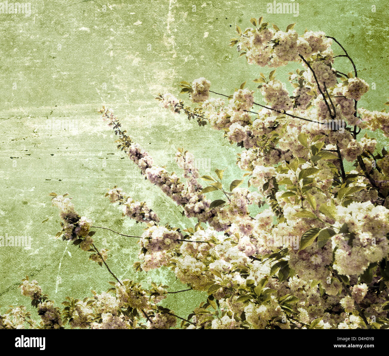 Nahaufnahme der Grunge Kirsche Frühlingsblumen Stockfoto