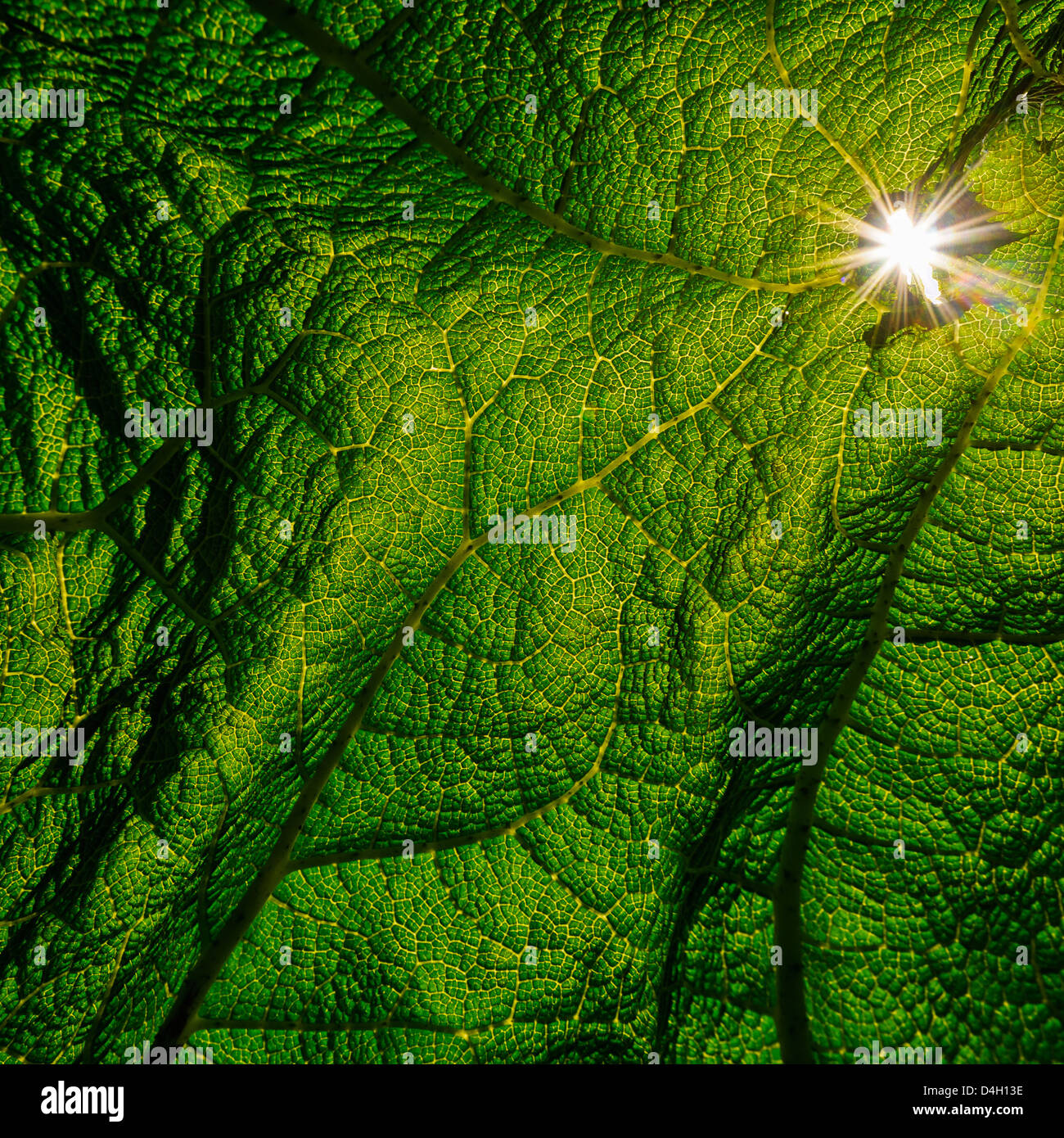 Nahaufnahme von Sonnenlicht durch Blatt, Peter Korn Botanischer Garten, Eskilsby, Schweden, Europa Stockfoto