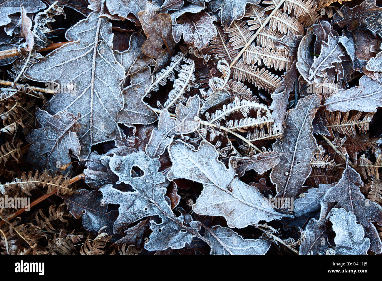 Frosty verlässt wie Eiche und Bracken in alten Frühholz in der Nähe von Summerbridge, North Yorkshire, England, UK Stockfoto