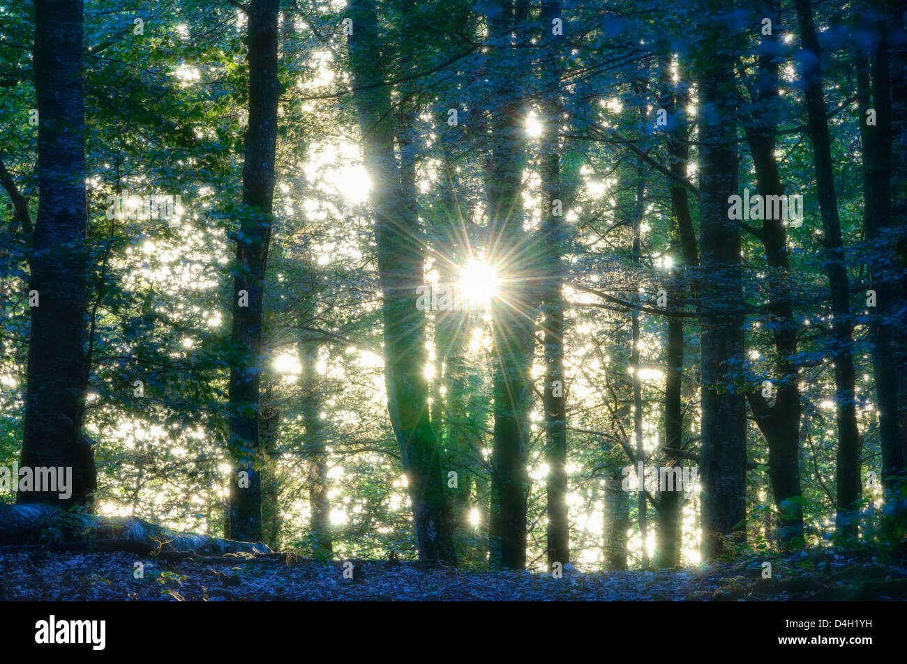 Sonnenlicht durch Bäume im Wald, Rådasjön Naturreservat, Schweden, Europa Stockfoto