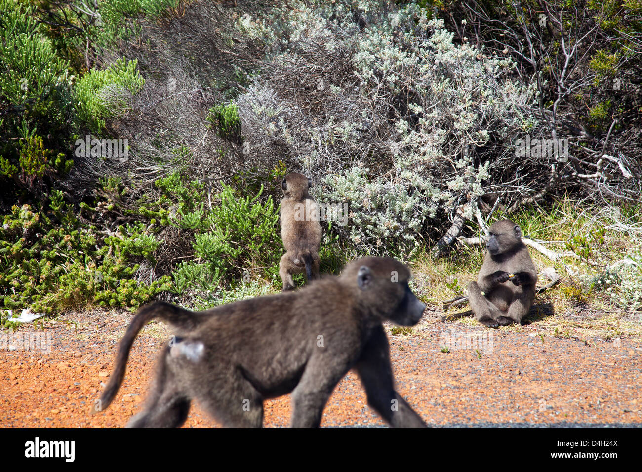 Papio Ursinus oder "Cape" Chacma Paviane am Kap Punkt - Western Cape - Süd Afrika Stockfoto