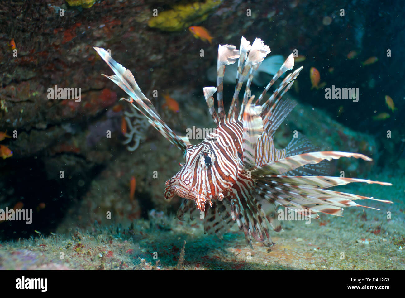 Drachenköpfe (gemeinsame Feuerfische) (Pterois Miles), Süd-Thailand, Andamanen See, Indischer Ozean Stockfoto