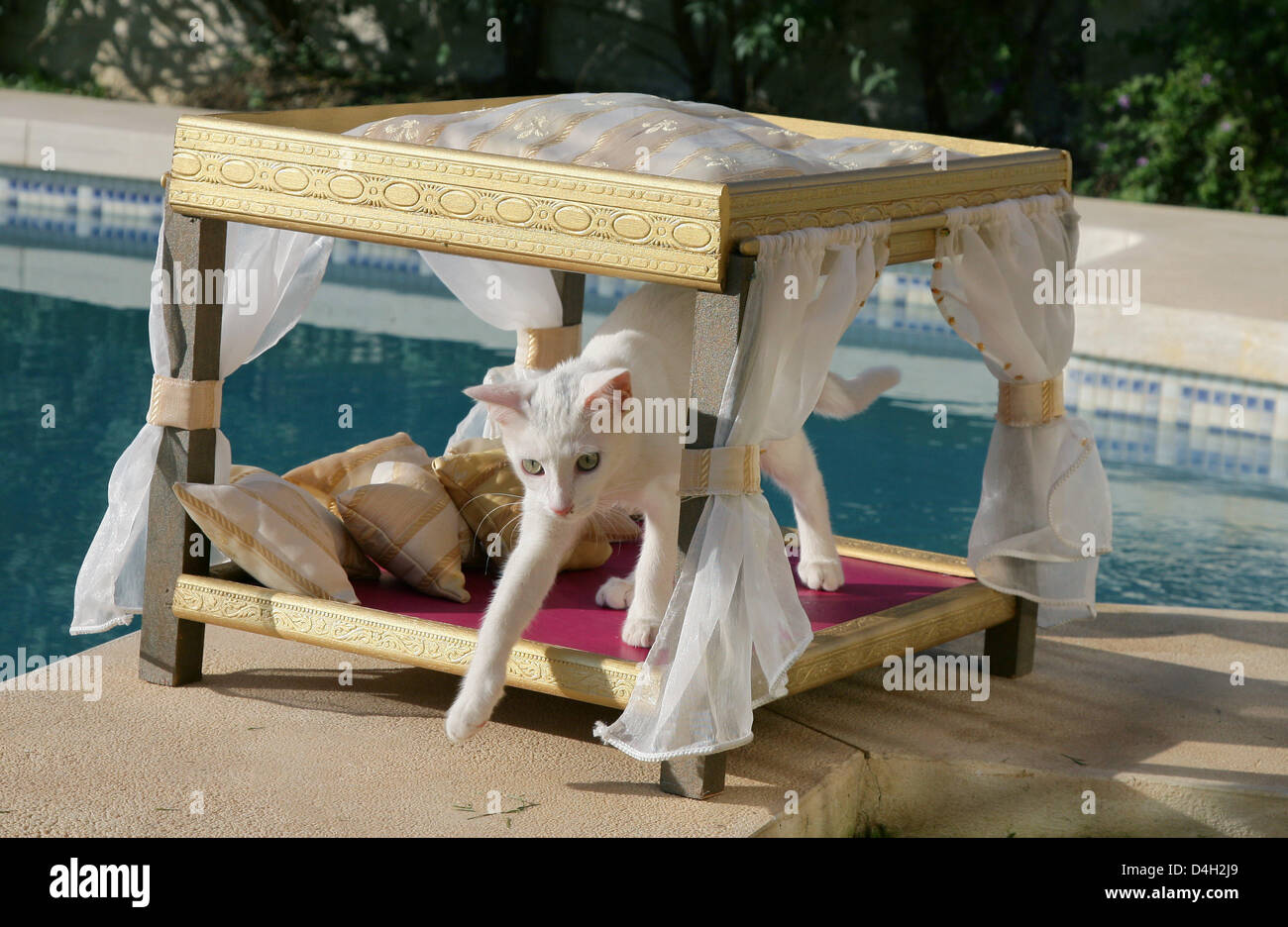 Katze "Mutzel" sitzt in einem Hund-Diwan, entworfen von Maja Synke  Prinzessin von Hohenzollern in einem Garten in Marbella, Spanien, 26. Juli  2008. Maja von Hohenzollern lebt in einem Haus in Andalusien mit