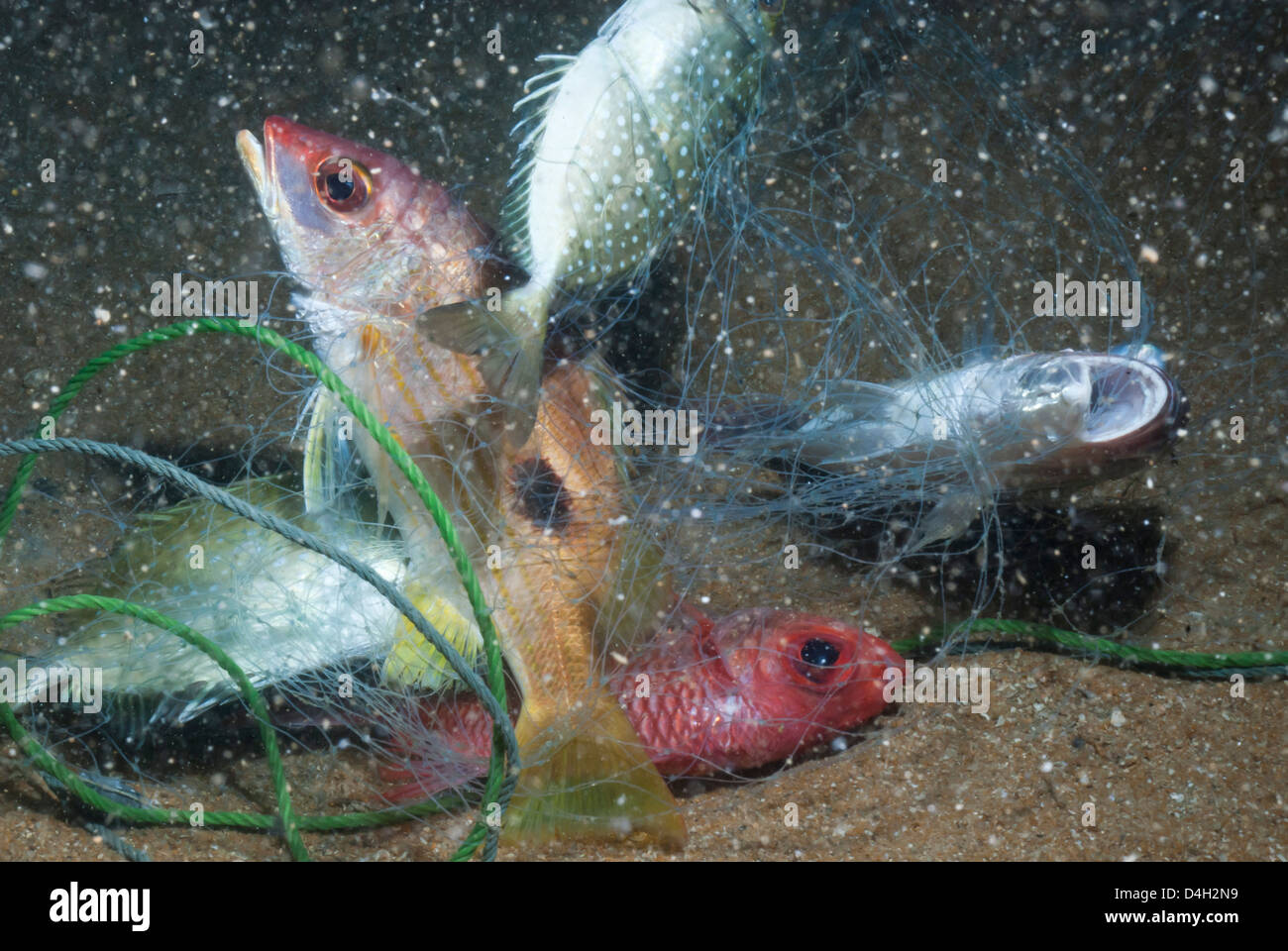 Gestreifte Schnapper (Lutjanus) gefangen im Fischernetz, Südthailand, Andaman Meer, Indischer Ozean, Südostasien Stockfoto