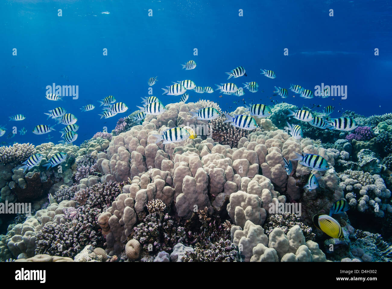 Sergeant-Major Fischschwarm über unberührten Korallenriff, Jackson Reef aus Sharm el Sheikh, Sinai, Ägypten, Rotes Meer, Ägypten Stockfoto