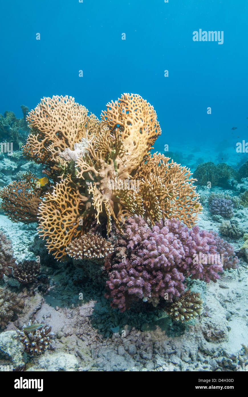 Feuer Korallen und harte Korallenriff, Nationalpark Ras Mohammed, aus Sharm el Sheikh, Sinai, Ägypten, Rotes Meer, Ägypten, Nordafrika Stockfoto