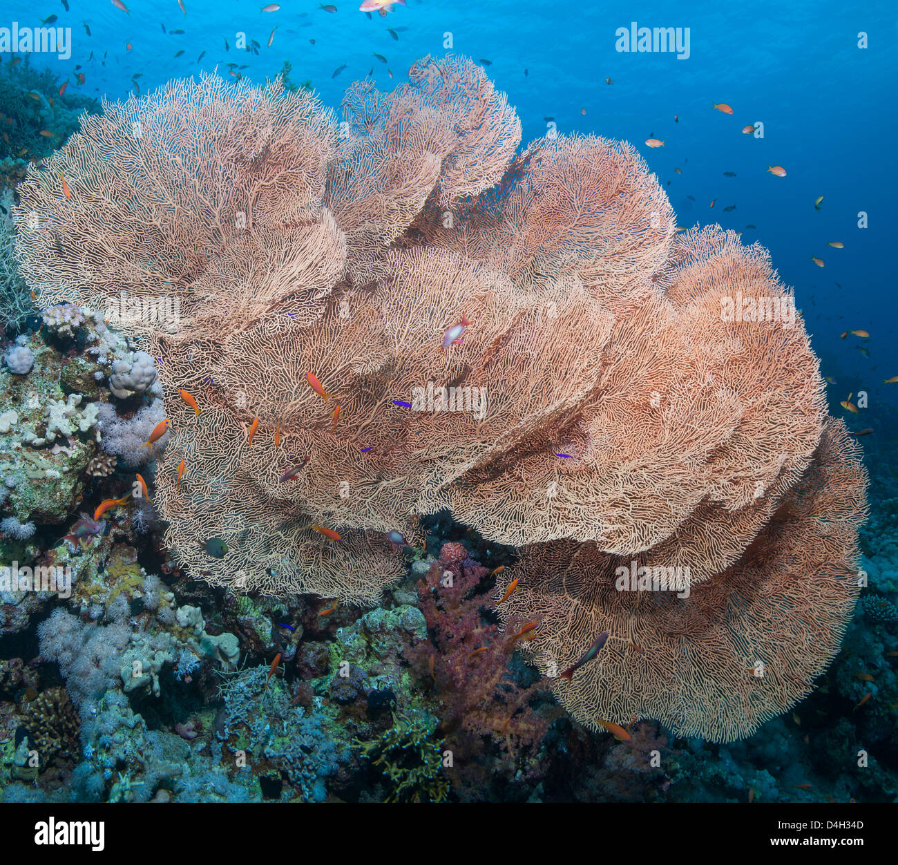 Nahaufnahme des riesigen Gorgonien Koralle, Ras Mohammed Nationalpark ab Sharm el Sheikh, Sinai, Rotes Meer, Ägypten, Nordafrika Stockfoto