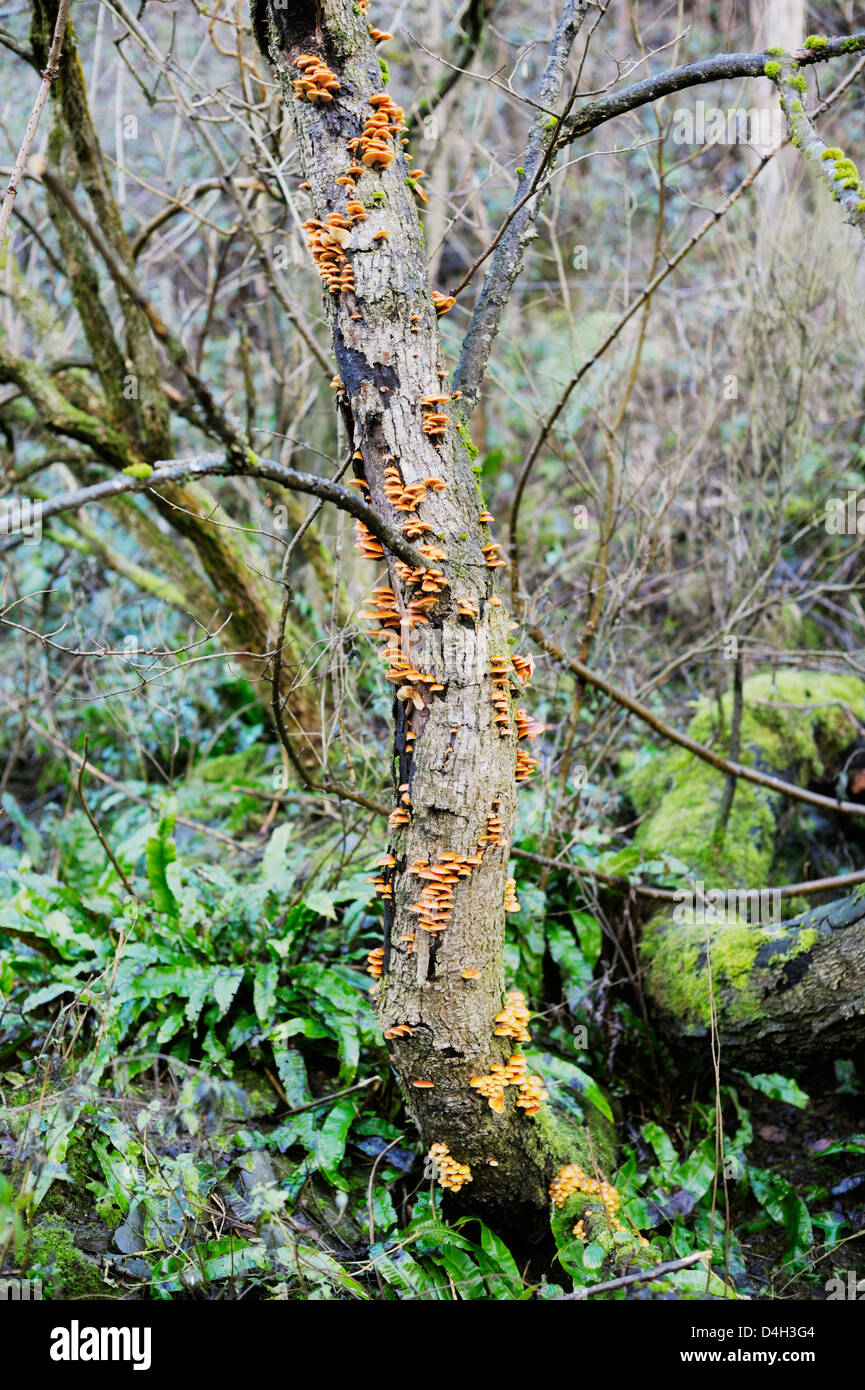 Grünblättriger Sublateritium Ziegel Kappe Fliegenpilze auf eine tote Ulme, Wales. Stockfoto