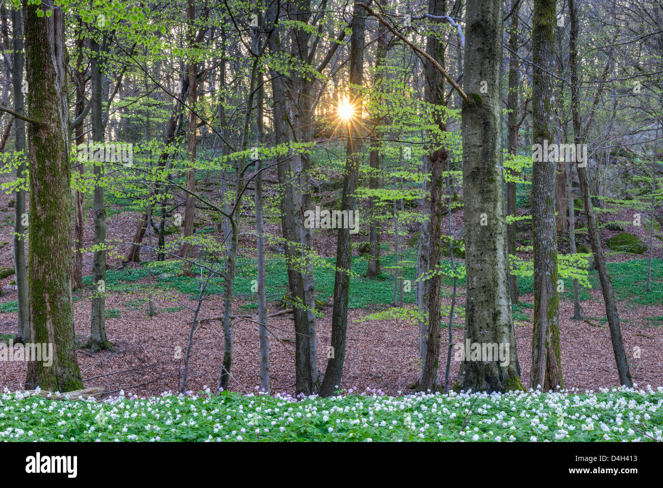 Buschwindröschen, Anemone officinalis, im sonnendurchfluteten Buchenwälder, Rådasjön Naturreservat, Schweden, Europa Stockfoto