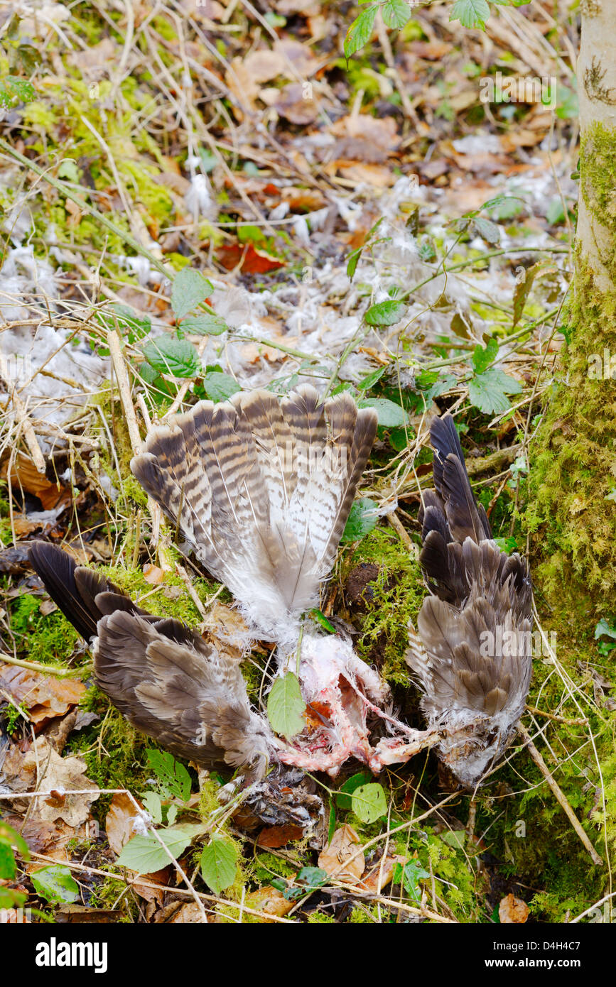 Der tote Buzzard, Buteo Buteo, wurde von Raubtieren in Waldland, Wales, Großbritannien gezupft und verzehrt. Stockfoto