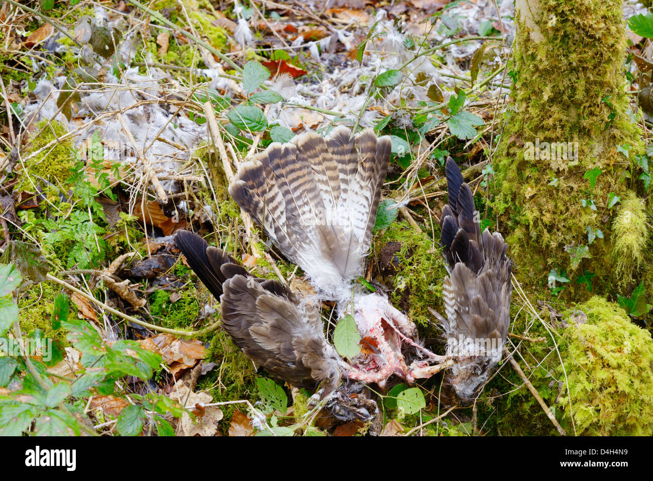 Der tote Buzzard, Buteo Buteo, wurde von Raubtieren in Waldland, Wales, Großbritannien gezupft und verzehrt. Stockfoto