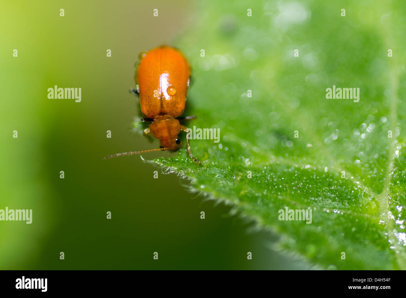ein Marienkäfer ging nach einem Regen Tag am Hausgarten Stockfoto