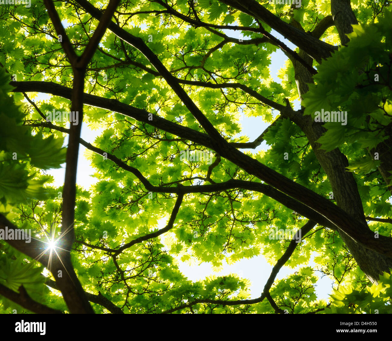 Sonnenlicht durch Äste im Wald, Göteborg, Schweden, Europa Stockfoto