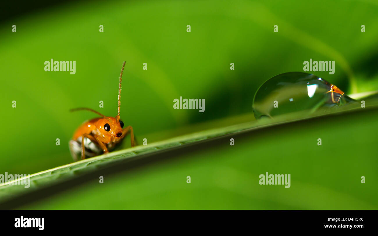 ein winziger Marienkäfer war nach einem Regen Tag, gab es eine Reflexion von Wassertropfen Stockfoto