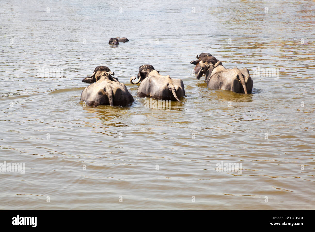 Landschaft-Gujarat-Dorf in einer ländlichen Gegend von Indien von Rindern in einem See Abkühlen von der heißen Sonne gestanden Stockfoto