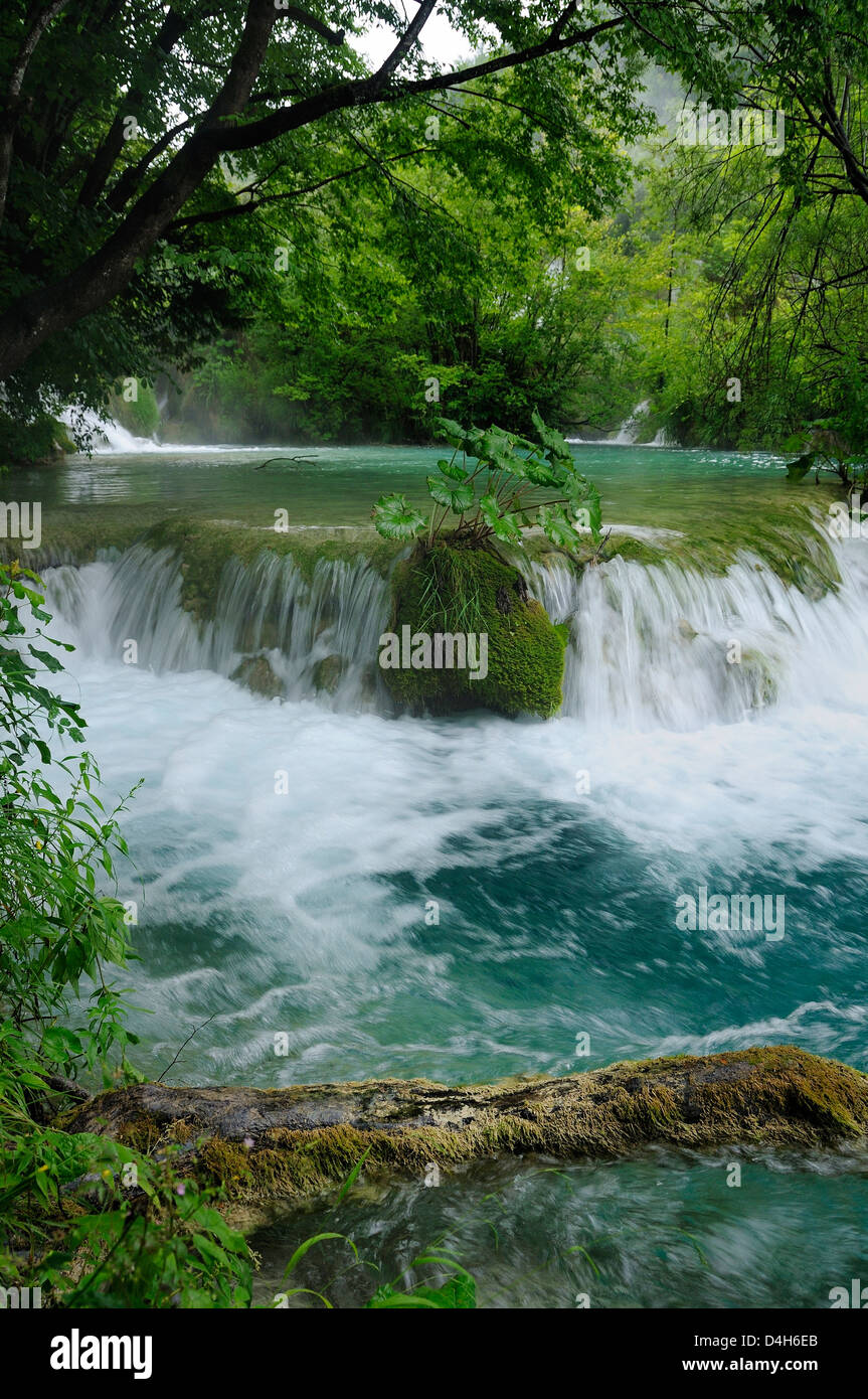 Milke Trnine Wasserfall, überragt von Bäumen am Nationalpark Plitvicer Seen, UNESCO-Weltkulturerbe, Kroatien Stockfoto