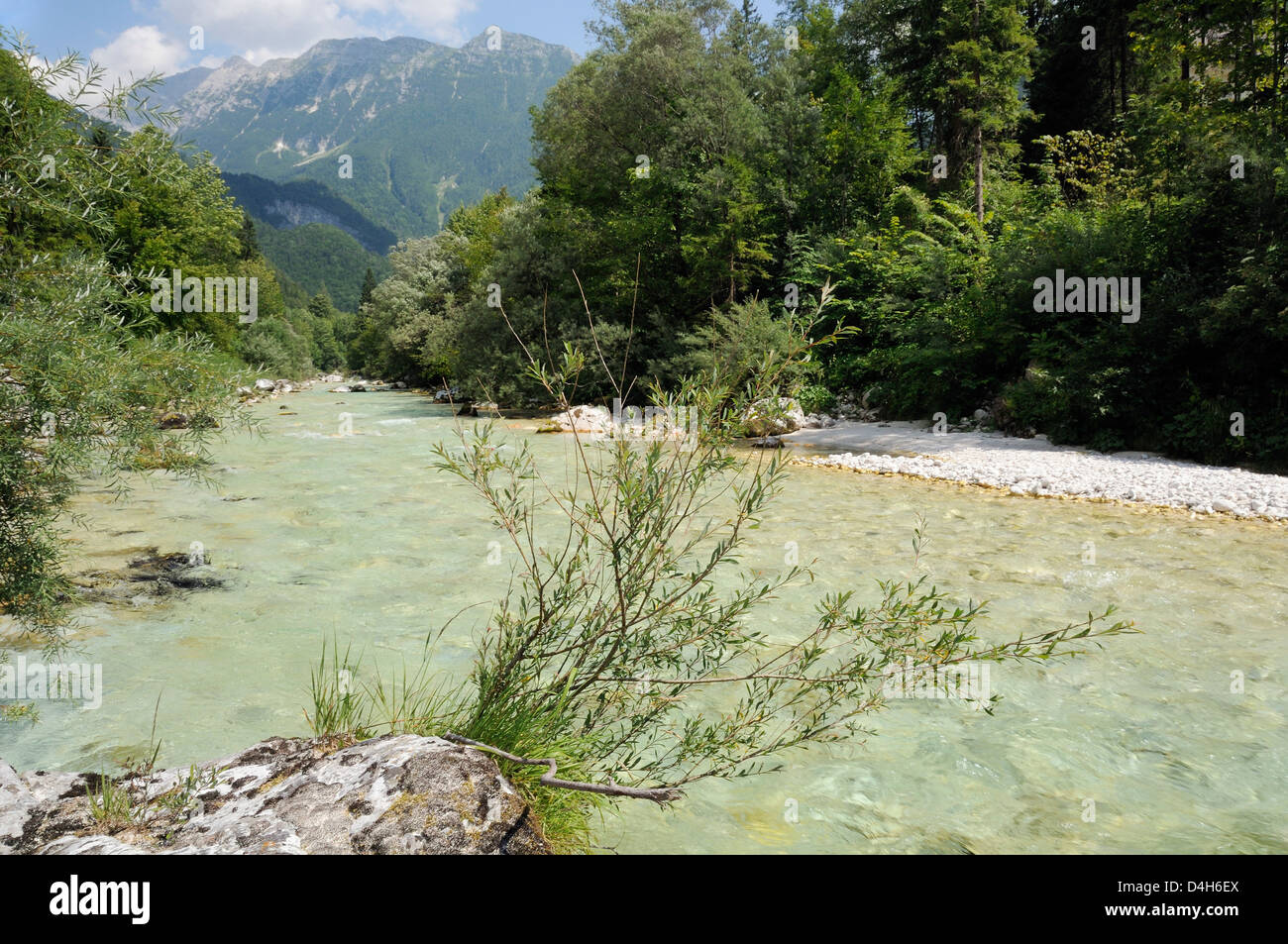 Obere Soca Fluss, Mount Razor und Büsche Weide (Salix Sp.), Julischen Alpen, Nationalpark Triglav, Slowenien Stockfoto