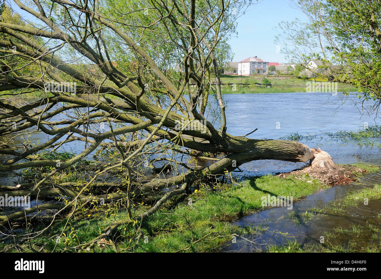 Rizinusbaum Stockfotos und -bilder Kaufen - Alamy