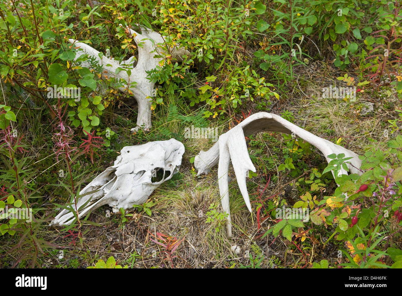 Elch-Schädel und Geweih (Alces Alces) unter native Alaskan Pflanzen und Sträucher, gerade außerhalb Denali Nationalpark, Alaska, USA Stockfoto