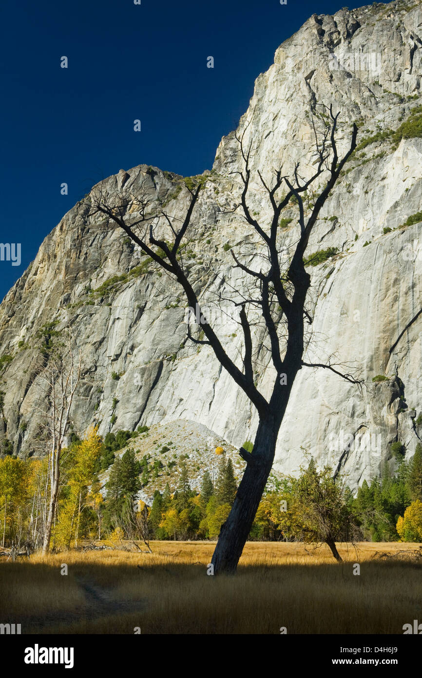 Yosemite Valley, Yosemite-Nationalpark, Kalifornien, USA, Granitklippe, tot Eiche silhouettiert, November Stockfoto