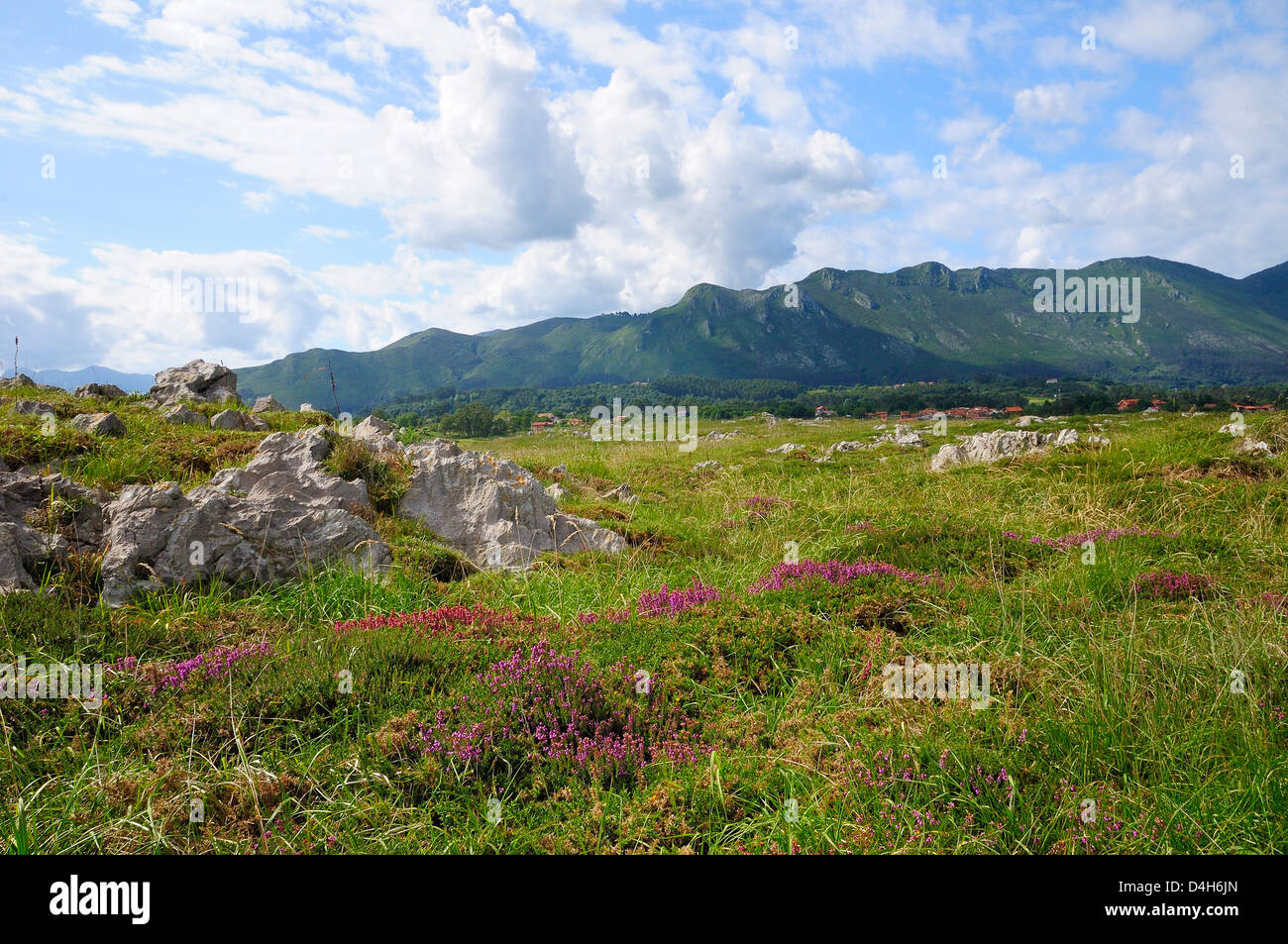 Mediterranes Heidekraut Blüte mit Picos de Europa Bergen im Hintergrund, Ribadesella, Asturien, Spanien Stockfoto